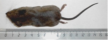 Ratón doméstico
